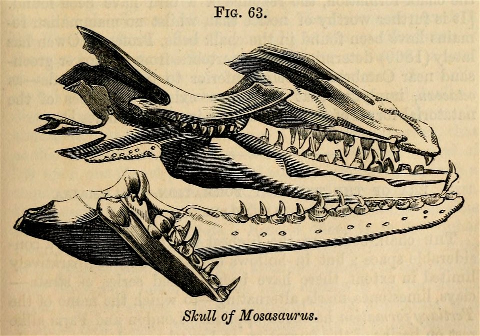 Vestiges 11 fig 63 Mosasaurus