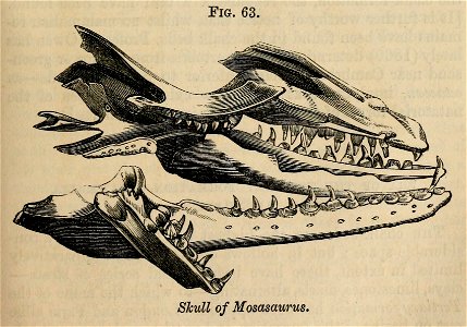 Vestiges 11 fig 63 Mosasaurus