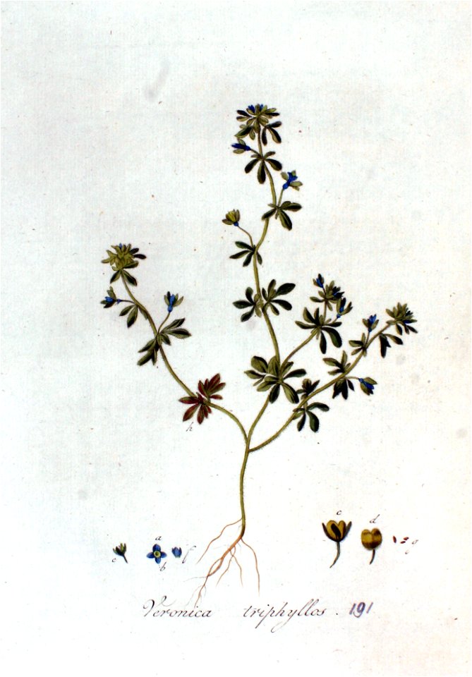 Veronica triphyllos — Flora Batava — Volume v2