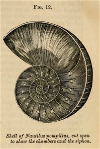 Vestiges 11 fig 12 Nautilus