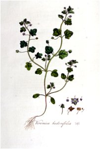 Veronica hederifolia — Flora Batava — Volume v5