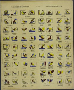 Verscheidene vogels-Catchpenny print-Borms 0230