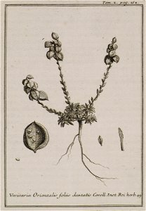 Vesicaria Orientalis foliis dentatis Coroll Inst Rei herb 49 - Tournefort Joseph Pitton De - 1717