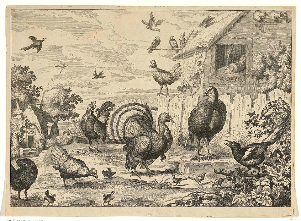 Verschillend gevogelte en een kalkoen