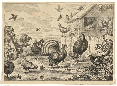 Verschillend gevogelte en een kalkoen