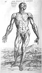 Vesalius muscles front