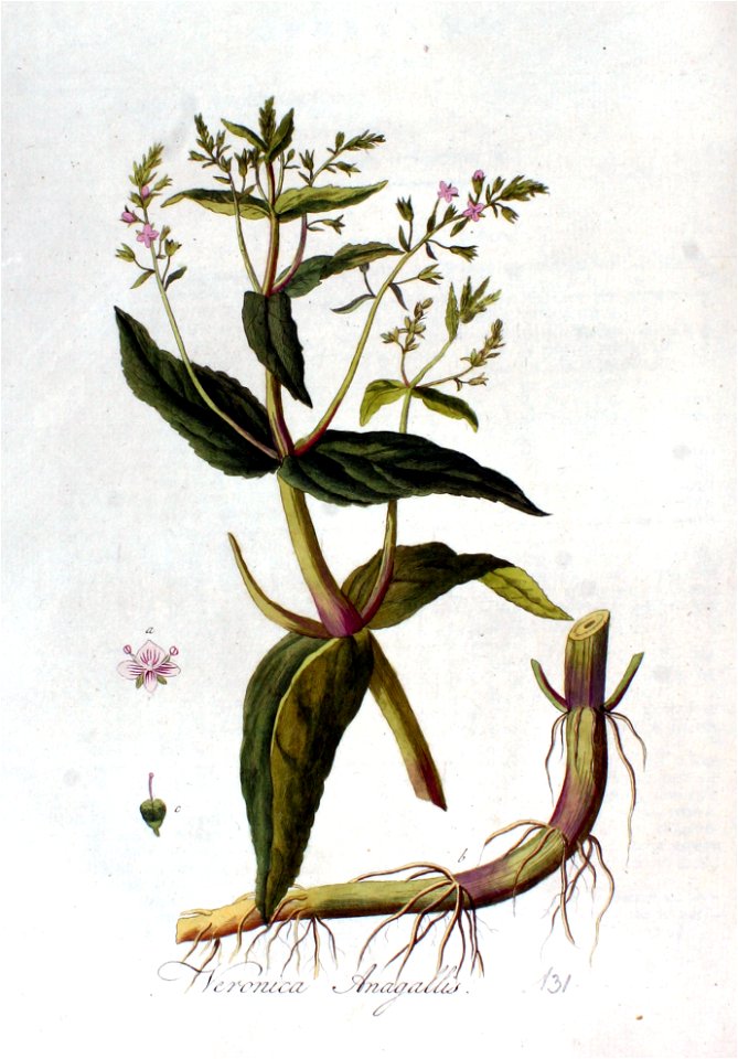 Veronica anagallis — Flora Batava — Volume v2