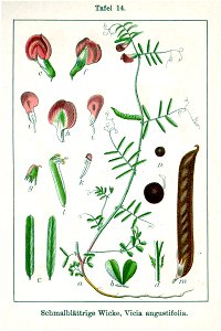 Vicia sativa nigra Sturm14