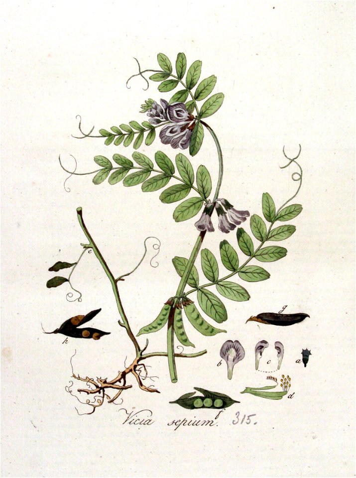 Vicia sepium — Flora Batava — Volume v4