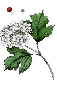 Viburnum opulus ag1. Free illustration for personal and commercial use.