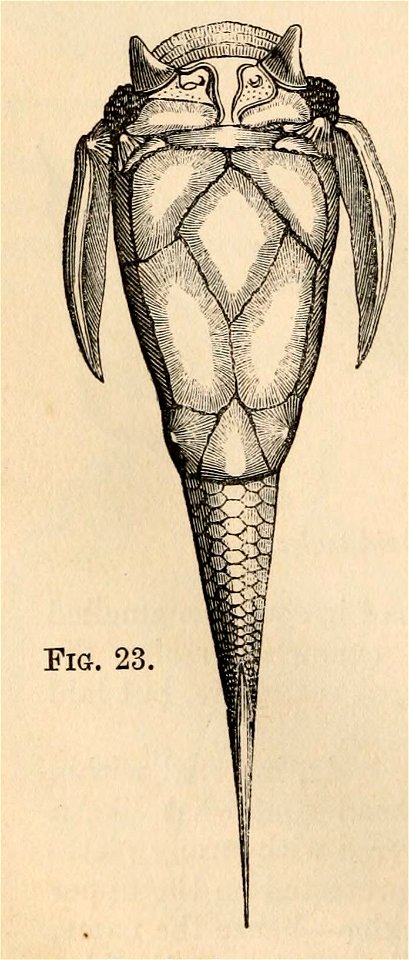 Vestiges 11 fig 23 Pterichthys cornutus