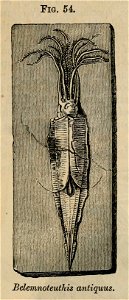 Vestiges 11 fig 54 Belemnnoteuthis