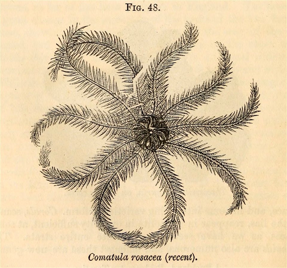 Vestiges 11 fig 48 Comatula rosacea