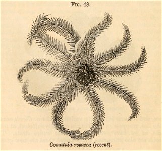 Vestiges 11 fig 48 Comatula rosacea
