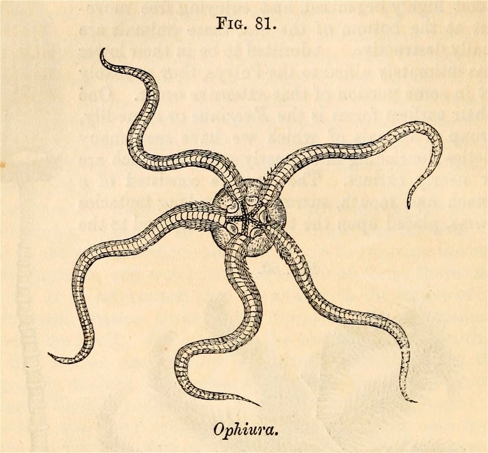 Vestiges 11 fig 81 Ophiura