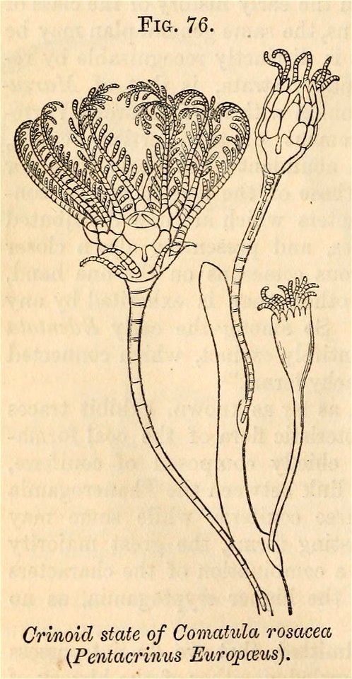 Vestiges 11 fig 76 Comatula