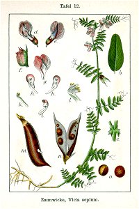 Vicia sepium Sturm12