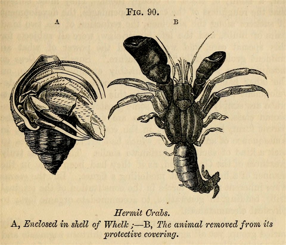 Vestiges 11 fig 90 Hermit crabs