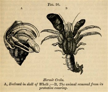 Vestiges 11 fig 90 Hermit crabs