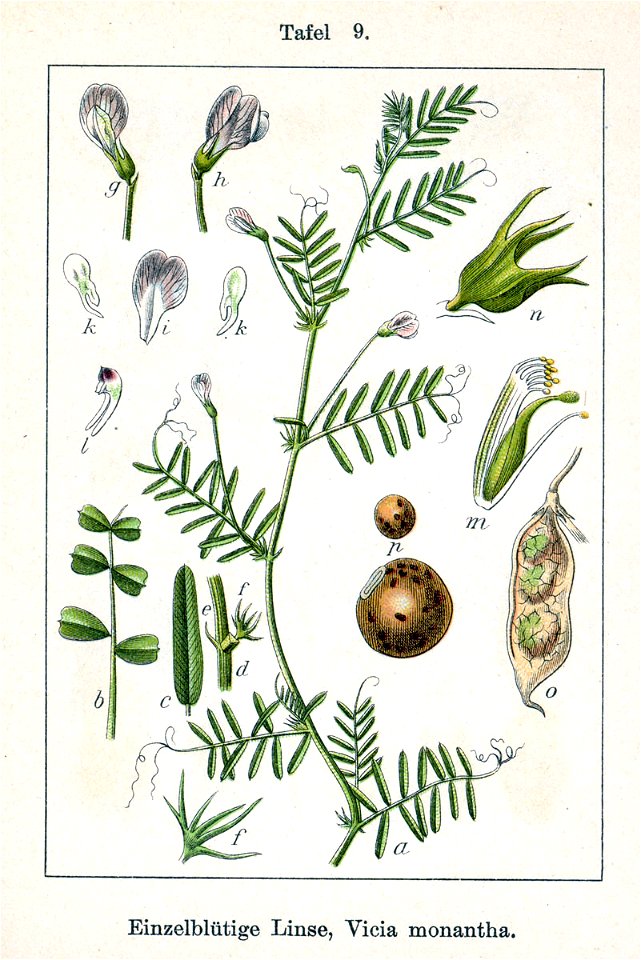 Vicia monantha Sturm9