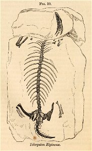Vestiges 11 fig 30 Telerpeton
