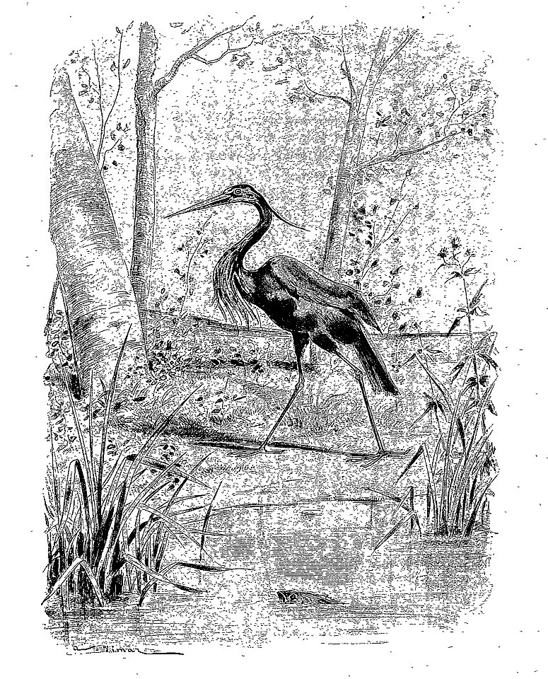 Vimar - Fables de La Fontaine - 07-03 . Le Héron