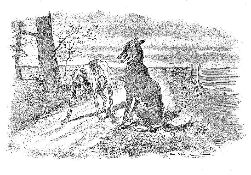 Vimar - Fables de La Fontaine - 09-09 . Le Loup et le Chien maigre