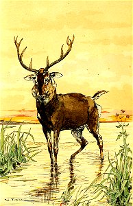 Vimar - Fables de La Fontaine - 06-09. Le cerf se voyant dans l'eau