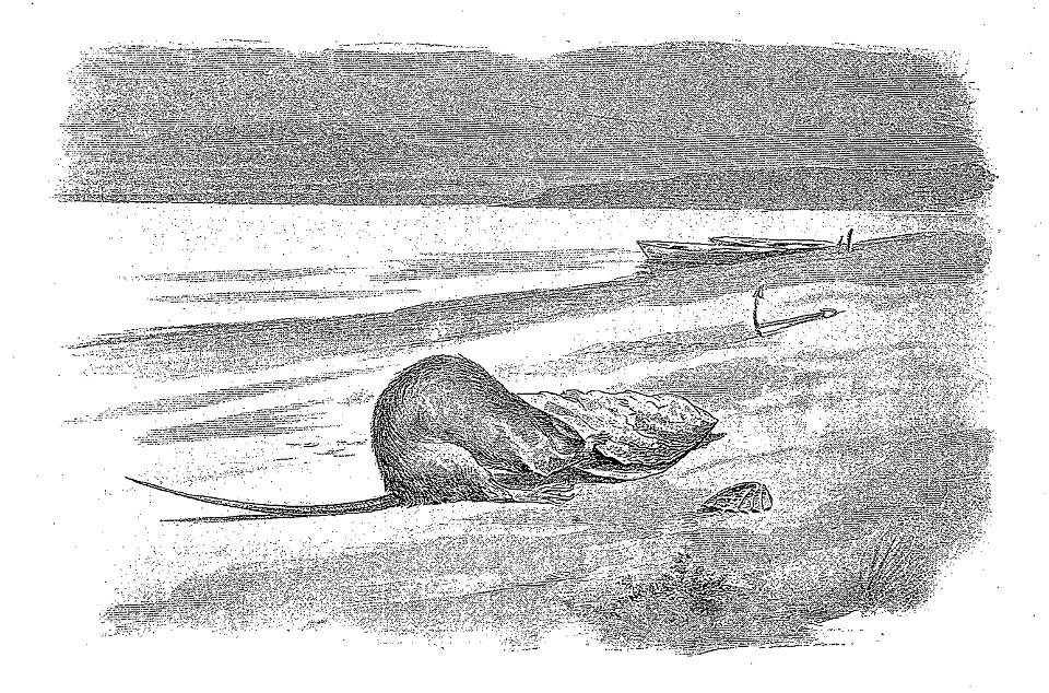 Vimar - Fables de La Fontaine - 08-09 .Le Rat et l'Huître