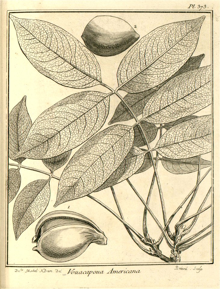 Vouacapoua americana Aublet 1775 pl 373