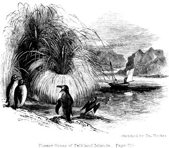 Voyage Southern and Antarctic Regions-2-1847-0241