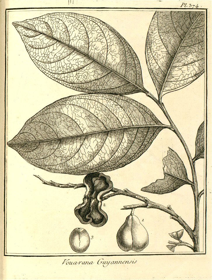 Vouarana guianensis Aublet 1775 pl 374