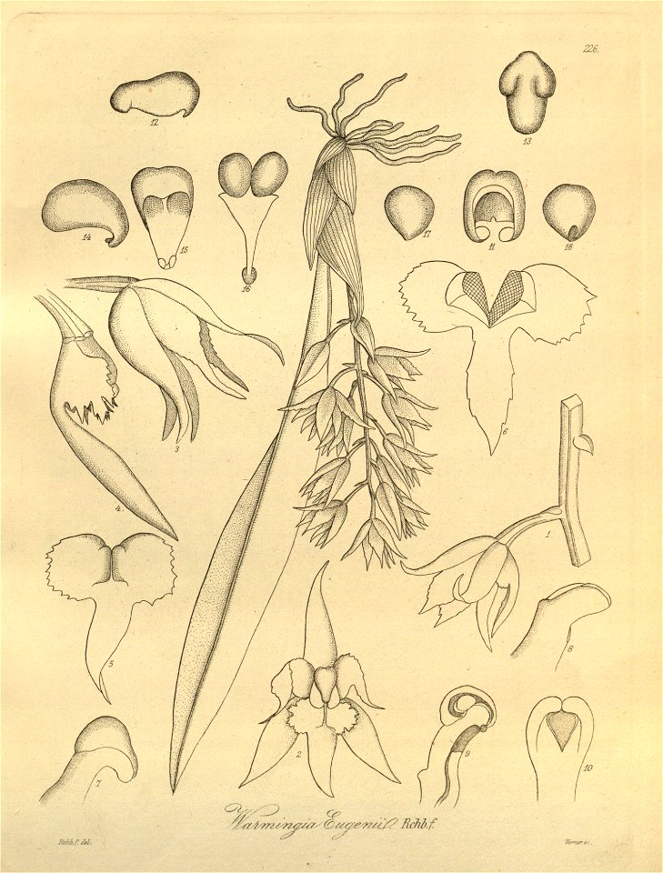 Warmingia eugenii - Xenia 3-226 (1883)