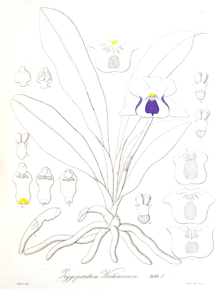 Warczewiczella wailesiana (as Zygopetalum wailesianum) - Xenia 3 pl 222