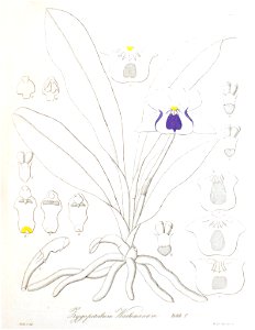 Warczewiczella wailesiana (as Zygopetalum wailesianum) - Xenia 3 pl 222. Free illustration for personal and commercial use.