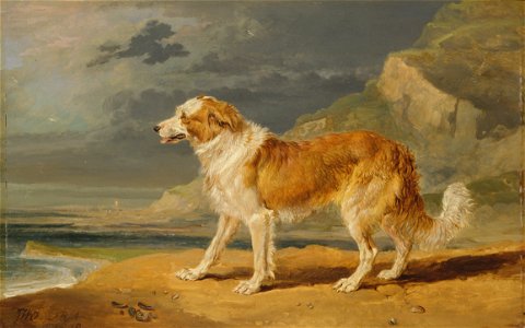 James Ward - Rough-Coated Collie - Google Art Project