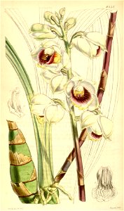 Warrea warreana (as Maxillaria warreana) - Curtis' 72 (Ser. 3 no. 2) pl. 4235 (1846)