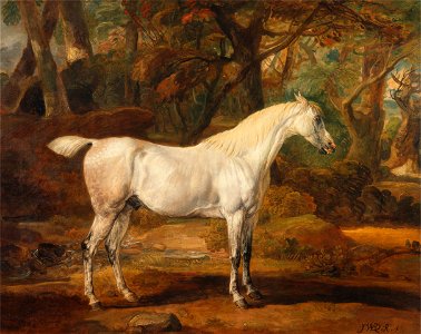 James Ward - Grey Arabian stallion, the property of Sir Watkin Williams-Wynn - Google Art Project. Free illustration for personal and commercial use.