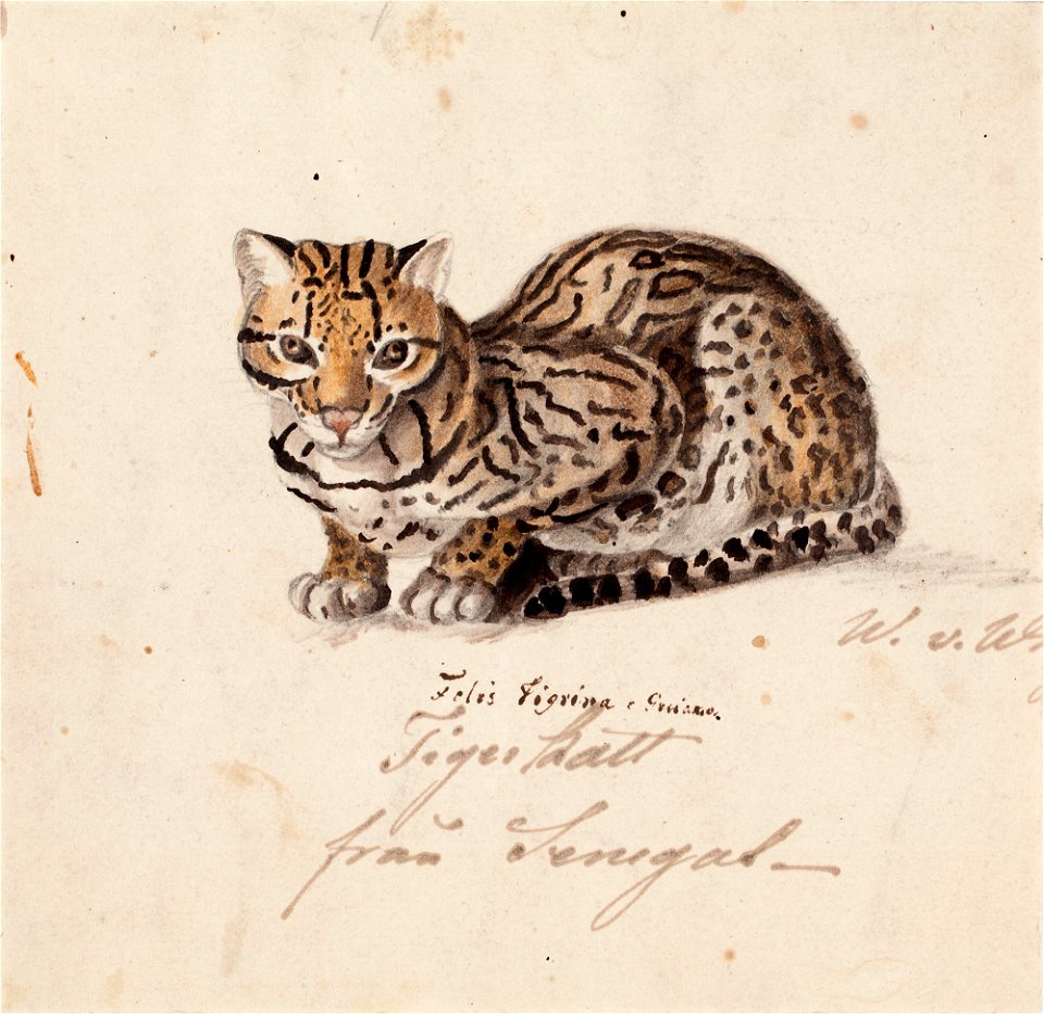 Wilhelm von Wright - Tiger Cat - A III 2376 - Finnish National Gallery