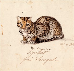 Wilhelm von Wright - Tiger Cat - A III 2376 - Finnish National Gallery. Free illustration for personal and commercial use.