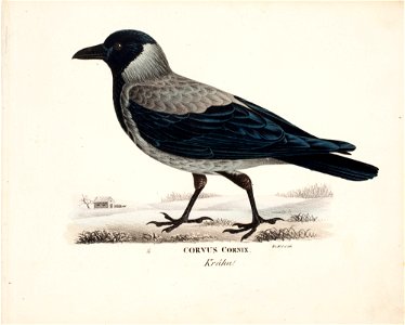 Wilhelm von Wright - Crow - A II 1254-133 - Finnish National Gallery