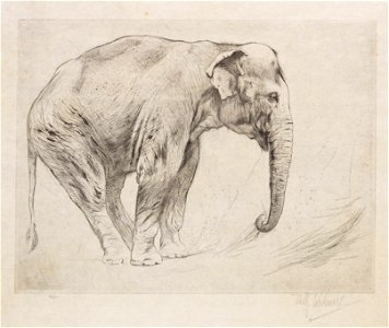 Wilhelm Kuhnert Indischer Elefant Radierung