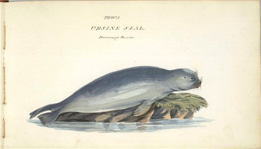 William Smyth northern fur seal