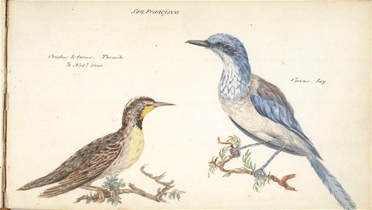 William Smyth thrush and jay