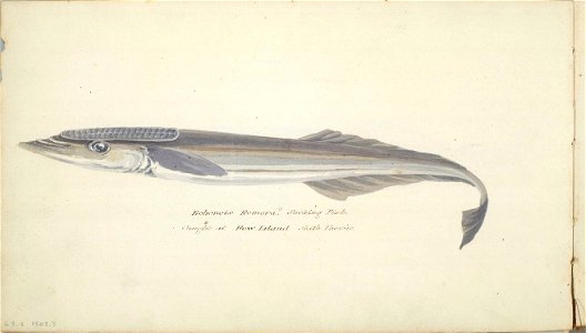 William Smyth echeneis remora caught at Bow Island in South Pacific