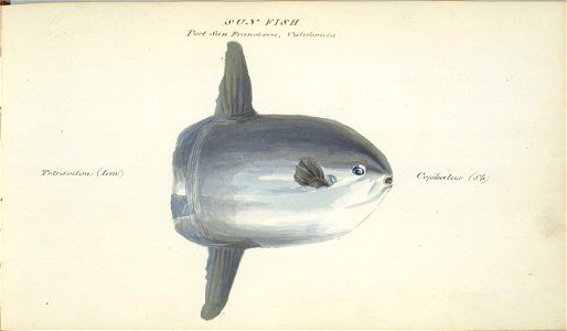 William Smyth sunfish