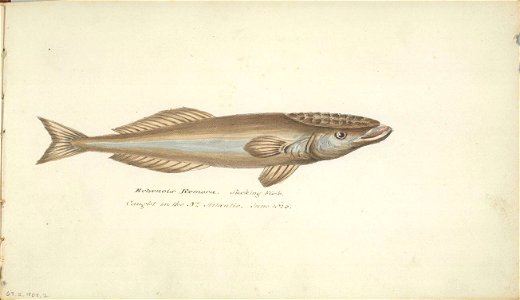 William Smyth Echeneis Remora