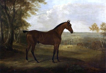 William Webb (1790-1856) - A Bay Hunter in Shugborough Park - 1271085 - National Trust