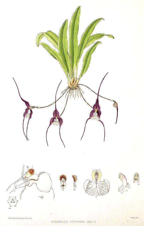 Woolward - The Genus Masdevallia - Masdevallia nycterina