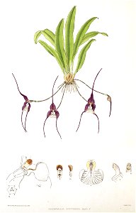 Woolward - The Genus Masdevallia - Masdevallia nycterina